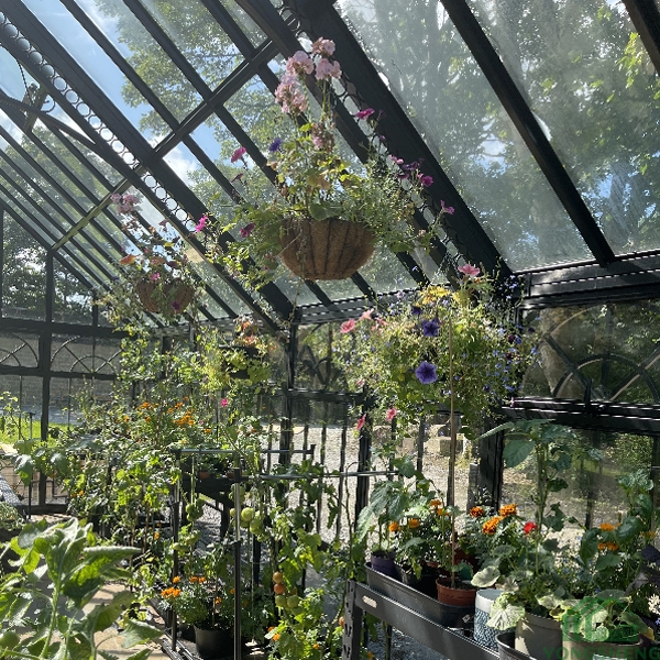 Steel‑frame glass conservatory interior with hanging flower baskets and lush mixed garden plants